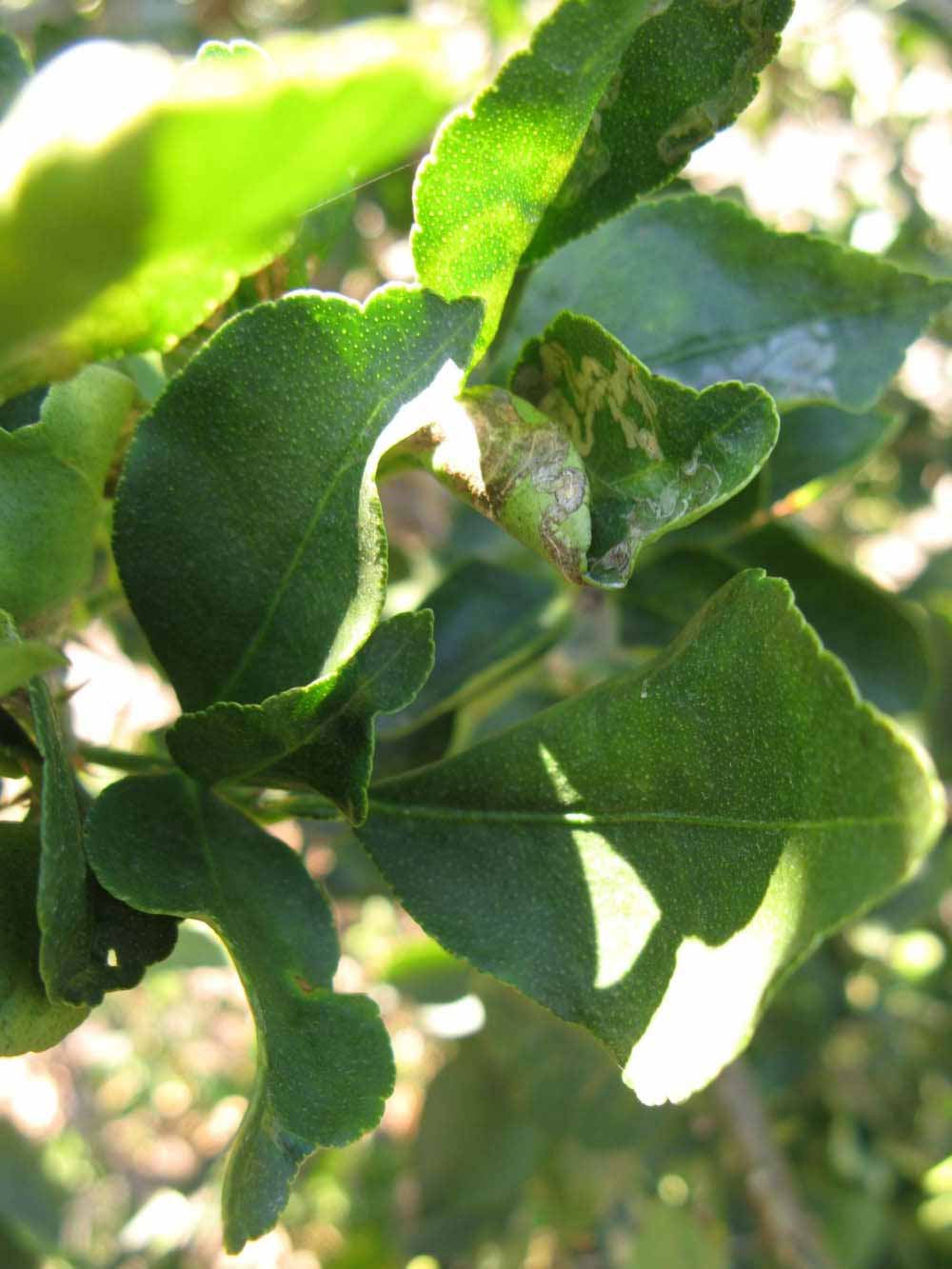            Shade leaves (Winter Haven, FL)   